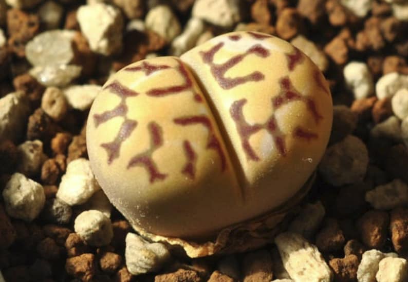 Lithops dorotheae, living stone, rare succulent, 10 seeds image 3