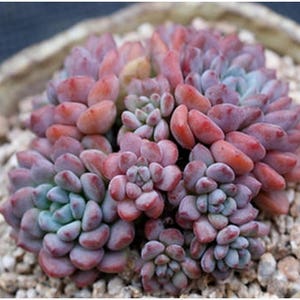 Echeveria amoena perote, rare succulent, 10 seeds