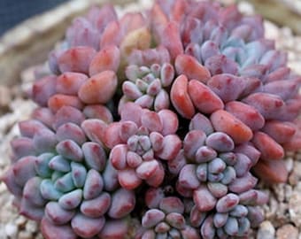 Echeveria amoena perote, rare succulent, 10 seeds