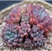 Echeveria amoena perote, rare succulent, 10 seeds 