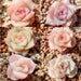 see more listings in the SAMEN: Echeveria section