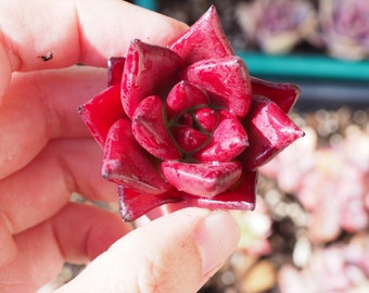 Real plants, Echeveria Agavoides Robin