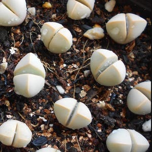 Lapidaria margaretae, rare succulent 10 seeds [SEEDS ONLY]