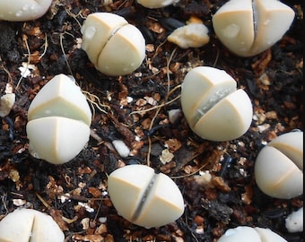 Lapidaria margaretae, rare succulente 10 graines