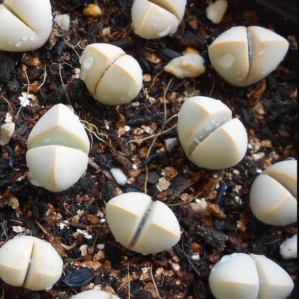 Lapidaria margaretae, raras suculentas 10 semillas