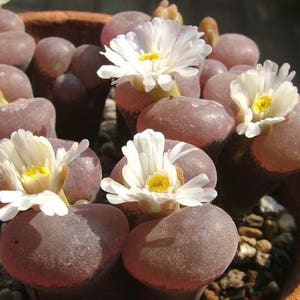 Conophytum friedrichiae, pierre vivante, succulente rare, 10 graines image 4