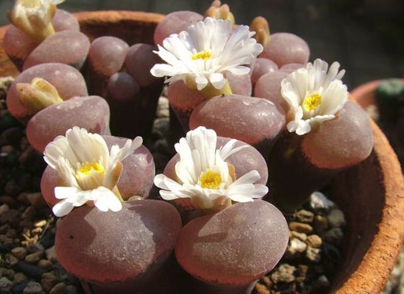 Conophytum friedrichiae, living stone, rare succulent, 10 seeds image 4