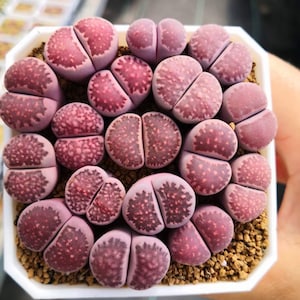 Lithops salicola &#39;Sato&#39;s Violet&#39;, living stone, rare succulent, 10 seeds [SEEDS ONLY]