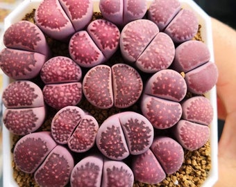 Lithops salicola 'Sato's Violet', piedra viva, suculenta rara, 10 semillas [SOLO SEMILLAS]