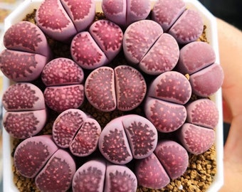 Lithops salicola 'Sato's Violet', living stone, rare succulent, 10 seeds