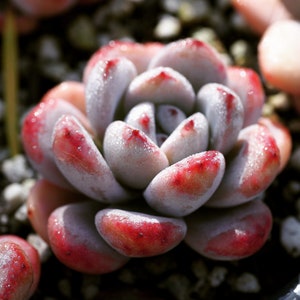 Plantes rares, Echeveria snowy star