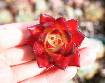 Real plants, Echeveria agavoides angela