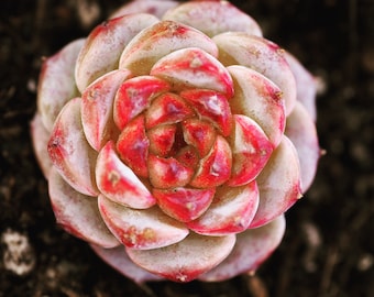 Real plants, Echeveria red velvet