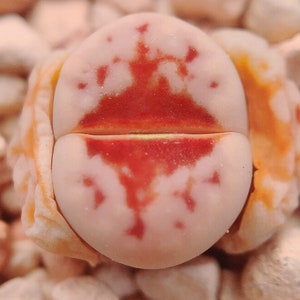 Lithops julii &#39;hot lips&#39; C183A 10 seeds [SEEDS ONLY]