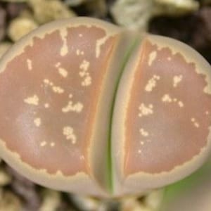 Lithops olivacea var. nebrownii C162B, 10 seeds [SEEDS ONLY]