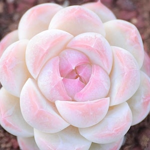 Rzadkie nasiona sukulentów, Echeveria Japanese white peach sp, 10 nasion [TYLKO NASIONA]