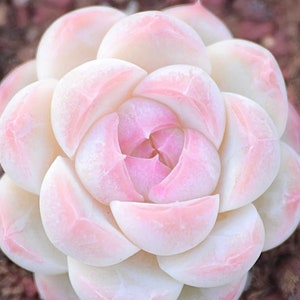 Rara suculenta, Echeveria melocotón blanco japonés sp, 10 semillas