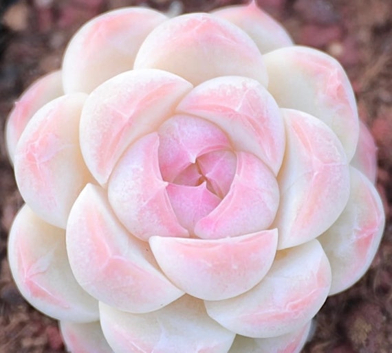 flower seeds bulbs Pink Lycoris Spider Lilies Bulbs Radiata Hurricane Lily Cluster Amayllis  Growing Bonsai Roots Rhizomes Corms Tubers Potted Planting Reblooming  Fragrant Garden Species Blooms Flower Seeds Plant Gardening