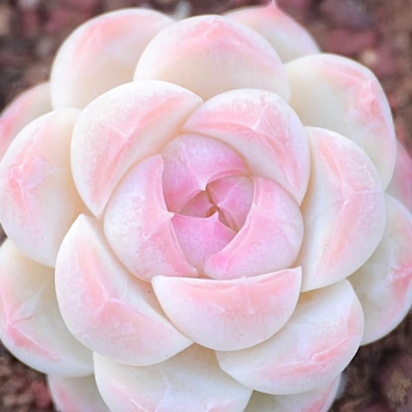 Semillas de la rara suculenta Echeveria 'Melocotón Blanco Japonés' (10 semillas)