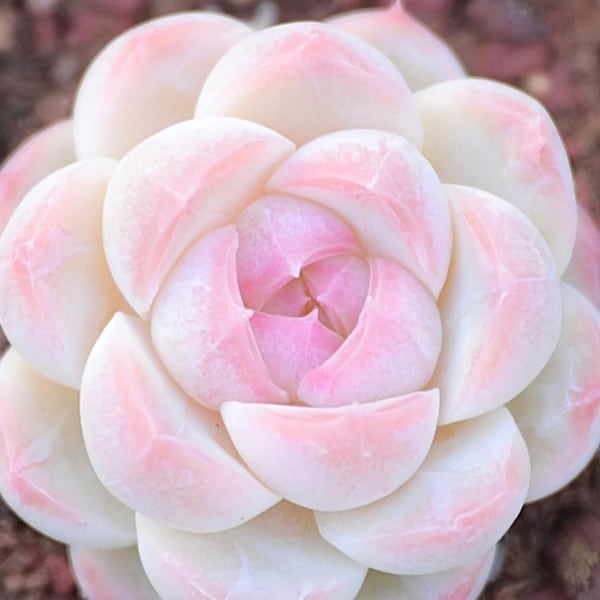 Seltene Sukkulente, Echeveria Japanischer weißer Pfirsich SP, 10 Samen