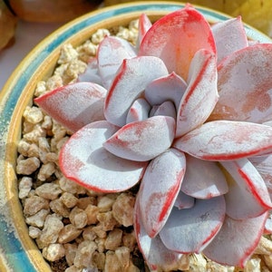 Rare succulent seeds, Echeveria White Lutos, 10 seeds [SEEDS ONLY]