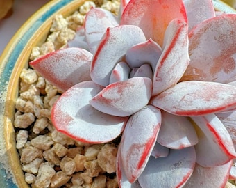 Rare succulent, Echeveria White Lutos, 10 seeds