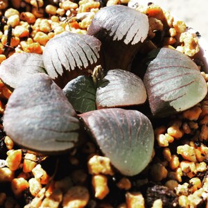 Haworthia springbokvlakensis, rare succulent, 2 seeds image 2