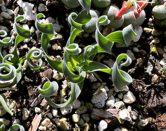 rare plants, Ornithogalum concodianum/Albuca concordiana Baker bulb, dormant