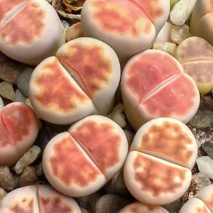 Lithops karasmontana v mickbergensis C168, living stone, 10 seeds [SEEDS ONLY]