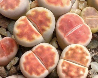 Lithops karasmontana v mickbergensis C168, piedra viva, 10 semillas [SOLO SEMILLAS]