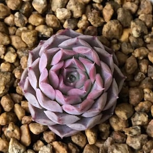 Echeveria halbingeri, rare succulent, 10 seeds