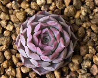 Echeveria halbingeri, rare succulent, 10 seeds