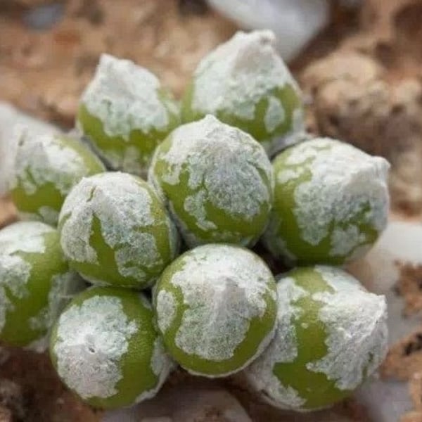 Oophytum oviforme, pierre vivante rare, succulente rare, 10 graines