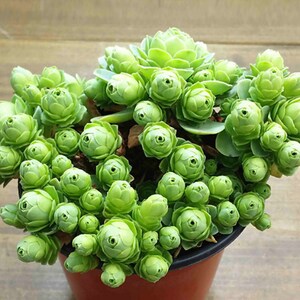 Greenovia dodrentalis, mountain rose, rare succulent, 10 seeds image 3