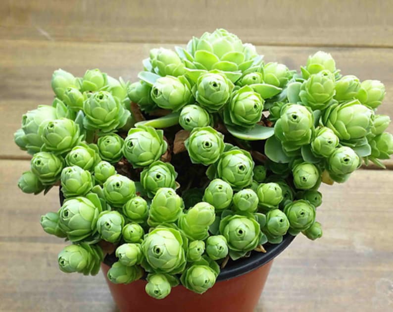 Greenovia dodrentalis, mountain rose, rare succulent, 10 seeds image 3