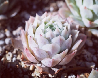 Rare plants, Echeveria Jeong-wol