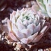 see more listings in the PLANTS: ECHEVERIAS section