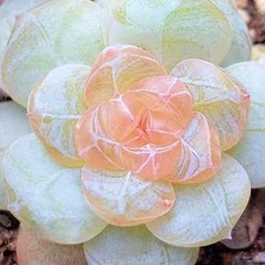 May include: A close-up of a succulent plant with light green and pink leaves. The leaves are arranged in a rosette pattern and have a translucent appearance.