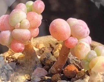 Pachyphytum garciae, rare succulents, 10 seeds