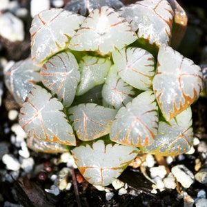 Plantes rares, Haworthia cooperi var. cristal