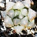 see more listings in the PLANTS: HAWORTHIAS section