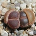 see more listings in the SEEDS: Lithops section
