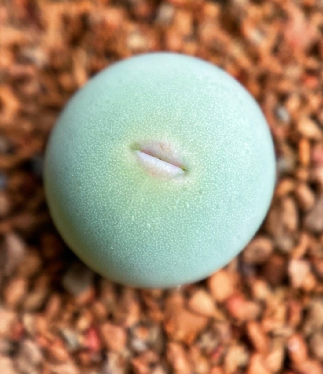 コノフィツム カルキュルス バンジリー SH433 il_fullxfull.4155576654_21gt.jpg