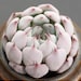 see more listings in the SEEDS: Echeveria section