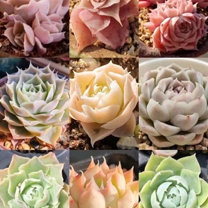Echeveria Simulans mix, Rare succulent seeds,  20 seeds [SEEDS ONLY]