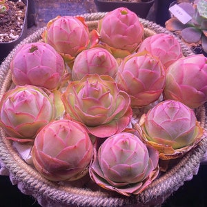 Greenovia La Palma, pink succulent, rare succulent,  10 seeds [SEEDS ONLY]