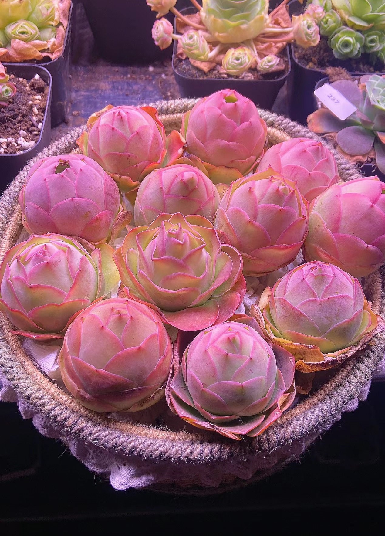 Greenovia La Palma Seeds: Rare Pink Mountain Rose Succulent [10