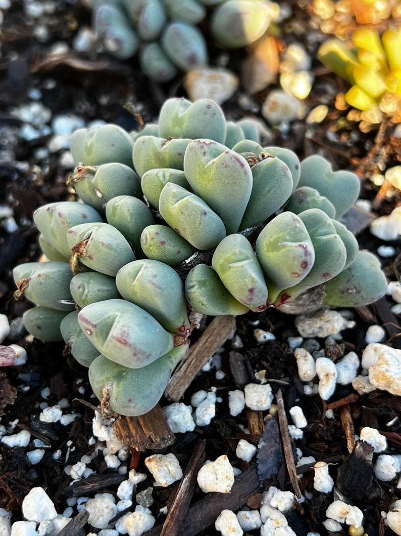 Rare plants, Conophytum Bilobum image 5