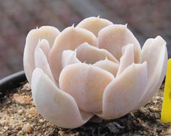 Echeveria runyonii san carlos, plante succulente rare, 10 graines