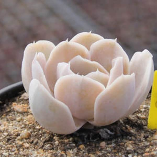 Echeveria runyonii san carlos, rare succulent, 10 seeds